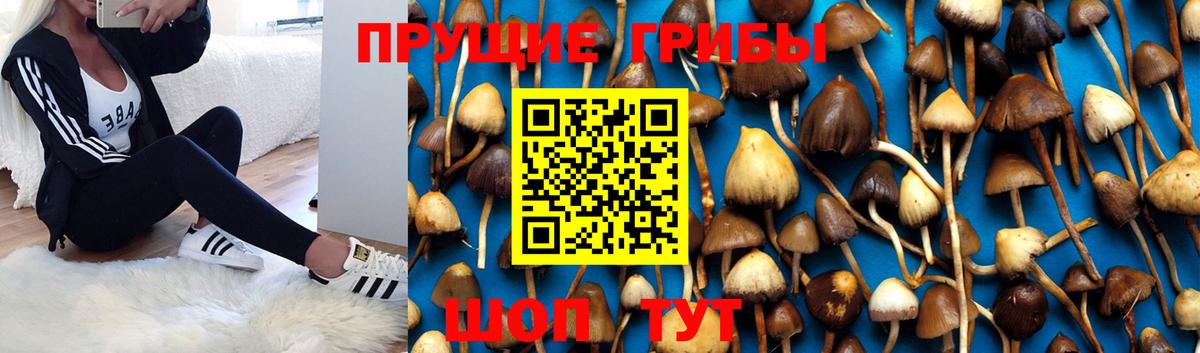 Галлюциногенные грибы Magic Shrooms Химки
